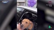 "Mi perro superó el cáncer": el vídeo de cómo celebra un joven que su querido Magnus ya está recuperado