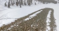 Summer elk deaths stoke CWD worries at onset of ‘important’ winter for western Wyoming herds