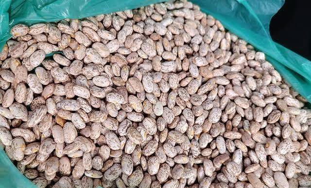 Habilita Estado puntos de venta de frijol en Juárez