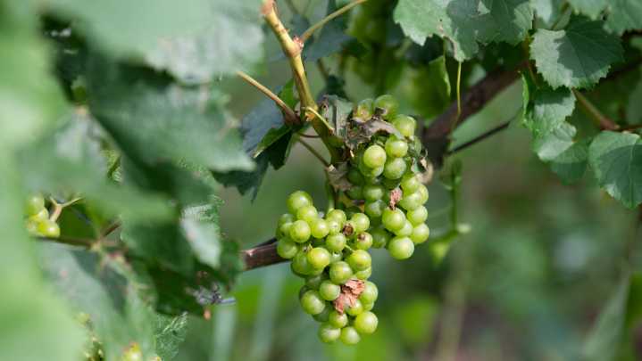 Litigation erupts — again — in Michigan's wine country…