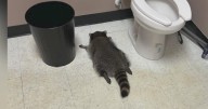 Raccoon passes out on liquor store bathroom floor after drunken rampage