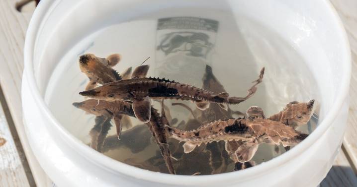 Lake sturgeon released in Cuyahoga River as Ohio expands recovery effort