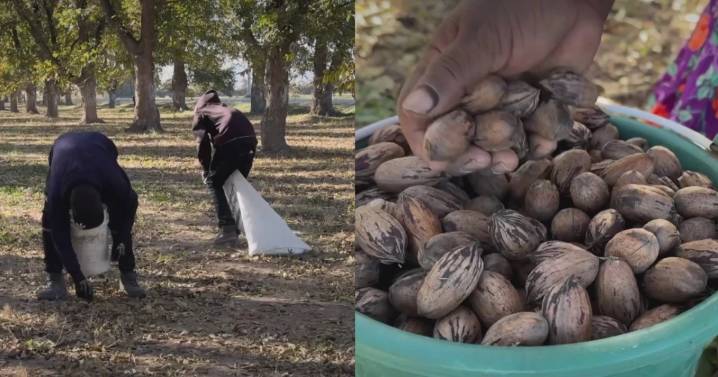 “No le hemos robado a nadie”: Agricultores de Chihuahua alzan la voz ante nueva Ley de Aguas que los criminaliza