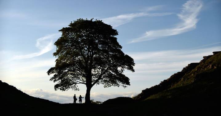 The Sycamore Gap tree felling - everything you need to know about the crime, arrests and trial