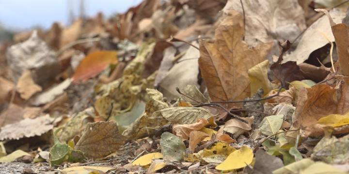South Bend postpones leaf pickup after weekend snowfall