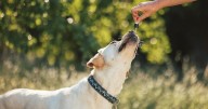 Weed Extract Might Lower Dog Aggression