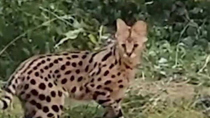 Exotic cats spotted in west Baltimore were emotional support animals