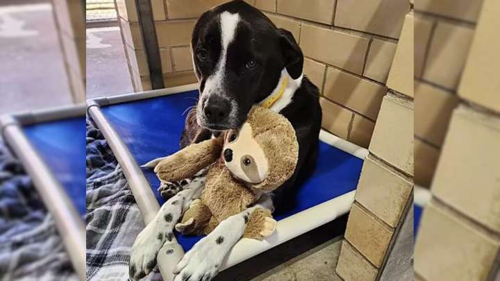 Louisiana Shelter Pup Comforts Herself With A Plushie While Waiting For Adoption Day