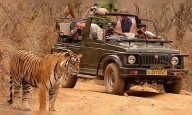 Pilibhit Tiger Reserve tourist safari vehicles violate norms by blocking tiger's movement