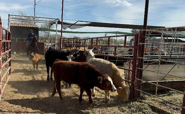 Precios de la carne podrían aumentar en 2026 por brote de gusano y cambios en aranceles