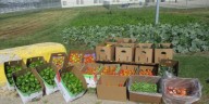 MDARD unveils initiative to keep more local food in Michigan communities
