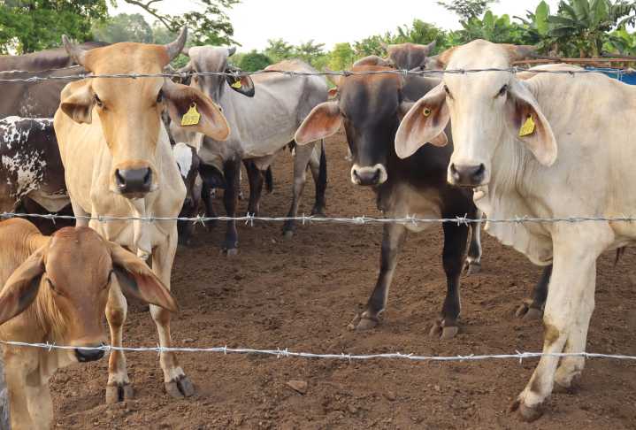 México refuerza y amplía el dispositivo para luchar contra la plaga del gusano barrenador