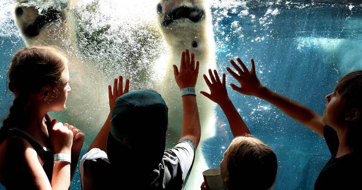 St. Louis Zoo to go cashless in 2026