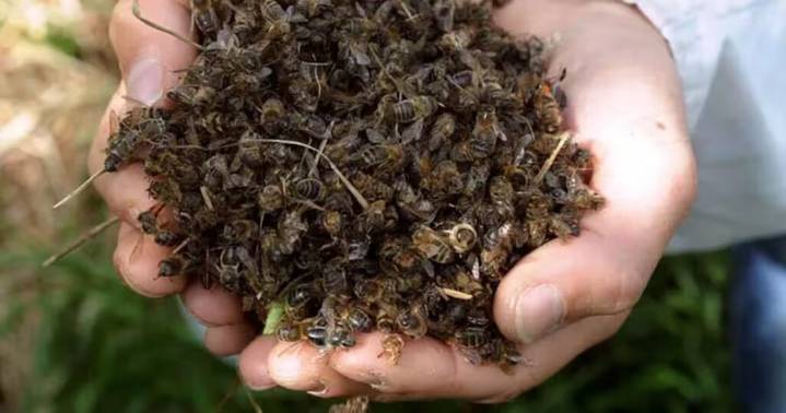 Alarma por alta mortandad de abejas en Uruguay