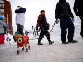 No te olvides de las mascotas al prepararte para el frío del invierno: esto recomiendan los expertos en EEUU
