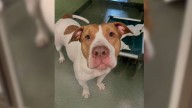 Florida Shelter Pup’s Joy Fades As She Realizes Her Human Won’t Return