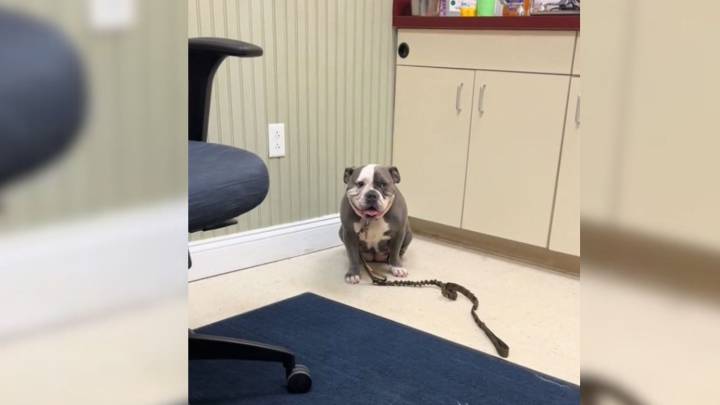 Missouri Man Takes Limping Dog To The Vet And Learns The Shocking Truth Behind It