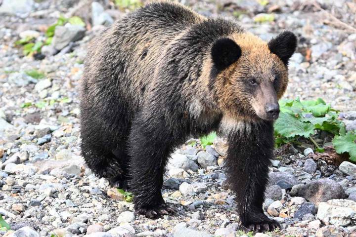 Hiker’s Smart Watch Revealed What Happened in His Final Moments After Bear Attack