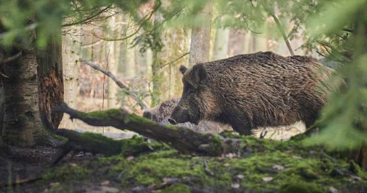 El noreste peninsular, la zona de España con mayor densidad de jabalíes