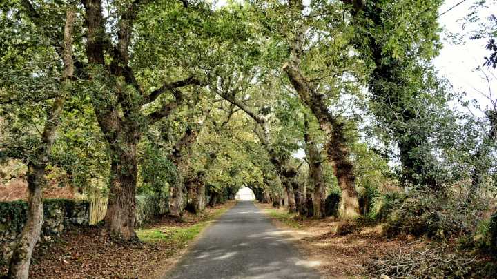 El mejor árbol para plantar cerca de aceras: sus raíces no levantan el suelo y dan sombra en ciudades