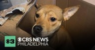 Dog in sealed box left in freezing temperatures outside PSPCA in Philadelphia