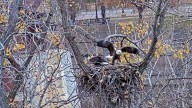 Minnesota EagleCam returns with nesting pair