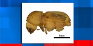 ‘Potentially destructive’ bark beetle intercepted at Detroit Metro Airport