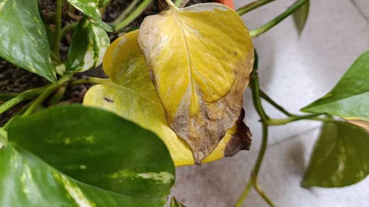 Qué hacer si las hojas del potus se ponen amarillas y cómo recuperarlas