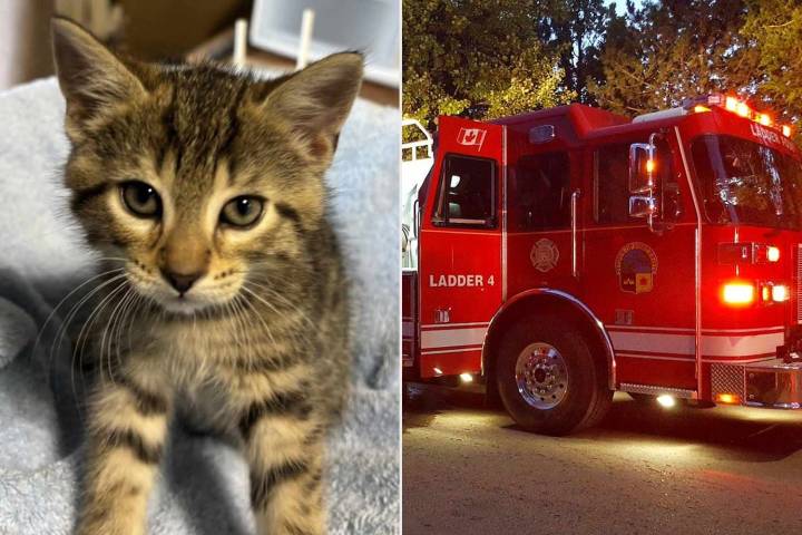 Over 30 Cats Die in "Unimaginable" Fire at Happy Days Animal Sanctuary Before the Holidays