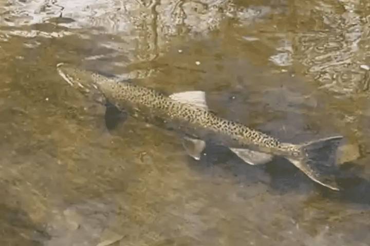 First Salmon Spotted in Decades in California Creek: Here's Why They Returned