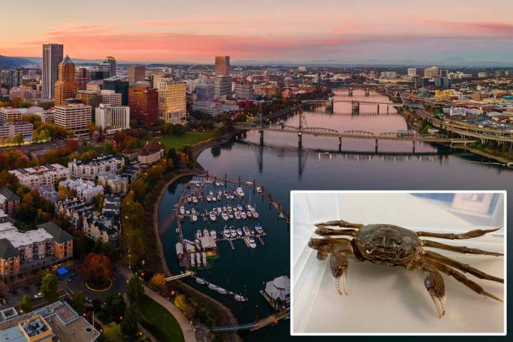 Invasive Chinese mitten crab worrying wildlife biologists after spotted in Oregon river