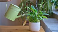 Can You Water Houseplants With Melted Snow? Here's What To Know