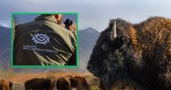 El bisonte regresa a Coahuila: Una manada de 44 ejemplares reforesta el desierto y reconecta una nación originaria