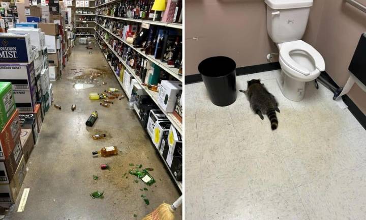 Un mapache se emborracha en una licorería de EE.UU. y se desmaya en el baño