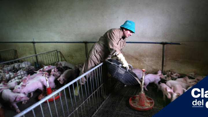 “Descontrol de la Administración agrava la plaga de jabalíes y pone en riesgo el sector porcino”