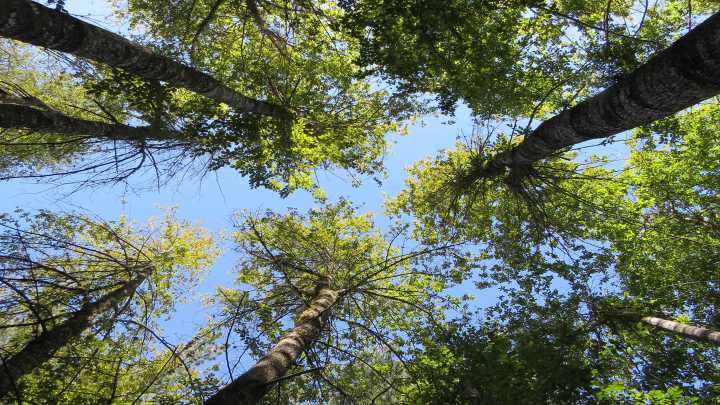 Seremi de Medio Ambiente entrega balance del plan de conservación del ruil