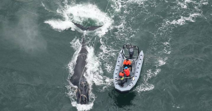Two-day effort helps free endangered right whale off Georgia coast