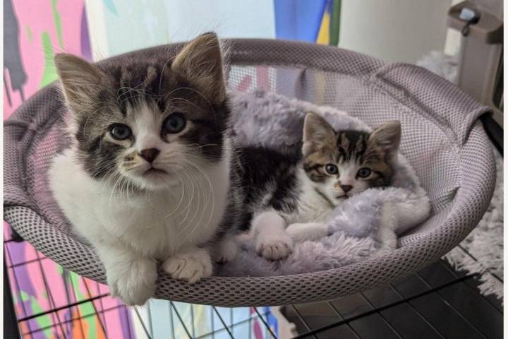 From death to diploma: NJ&CloseCurlyQuote;s tiniest kittens get a second chance