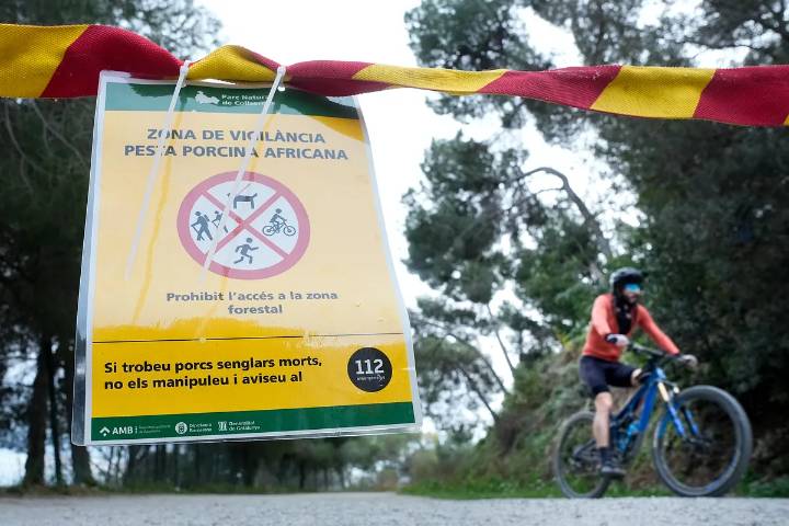 La UME trata de contener el brote de peste porcina africana en Barcelona mientras se negocia país a país para frenar la sangría en las exportaciones españolas