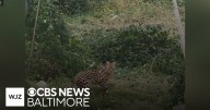 Large wild cat captured by animal control in Baltimore; second cat back home
