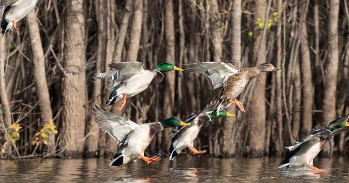 Waterfowl hunting season to open in Tennessee