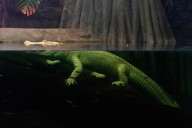 San Francisco's beloved albino alligator Claude dies at 30