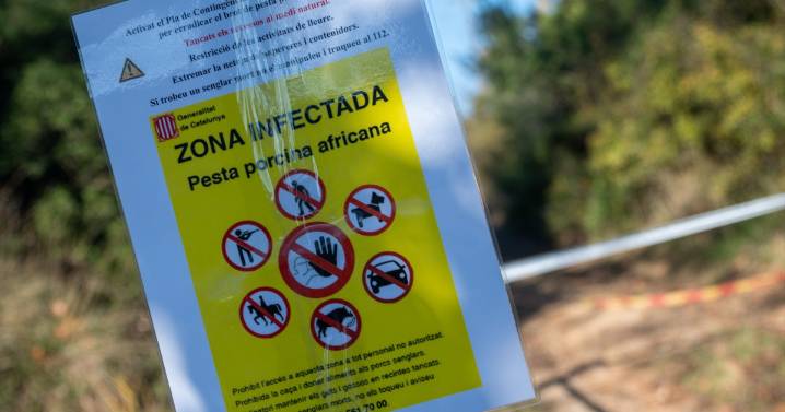 Un bocadillo podría ser el origen del brote de peste porcina de Cataluña