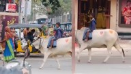 Hyderabad Boy Casually Rides Cow On Wrong Side Of Road In Broad Daylight