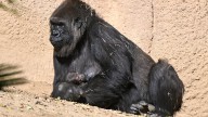 Oh, baby! LA Zoo welcomes fifth baby ape in four months