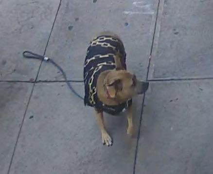 Help Needed To Locate Elder Abuse Victims Dog