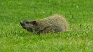 Legality Issues You Need To Be Aware Of When Dealing With Groundhogs