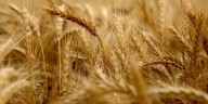 Trigo imparable: en la campaña 2025/26 alcanzaría las 27,7 millones de toneladas