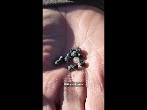 Bio-bead disaster hits English coast