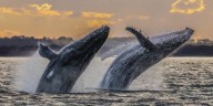 Cuáles son las especies de ballenas que llegan a México cada invierno